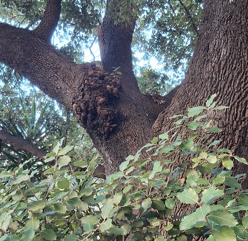 Chêne.jpg