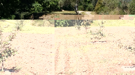 Photo chênes vert planter en février 2015