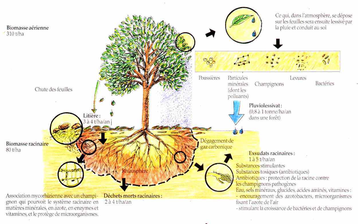 schéma de la rhizosphere