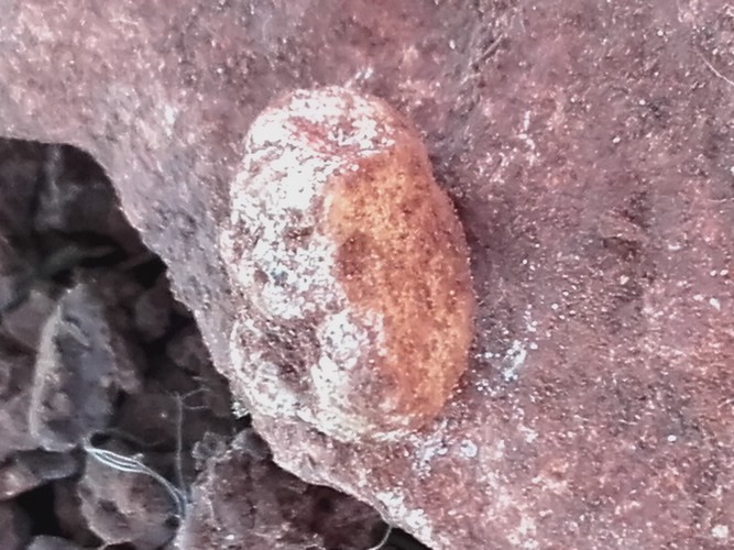 petite truffes blanche