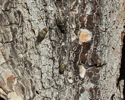 mouches a truffes.jpg