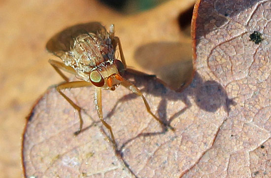 La mouche de la truffe.