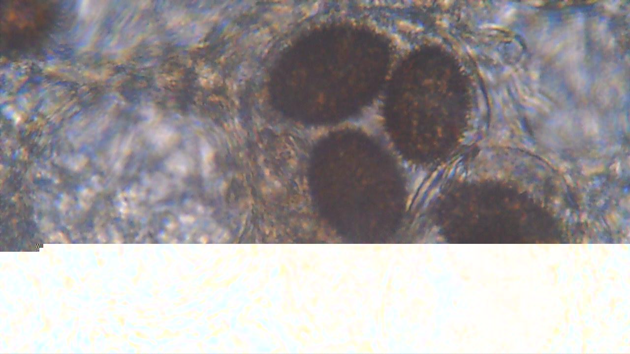 spores 05.01.20.jpg