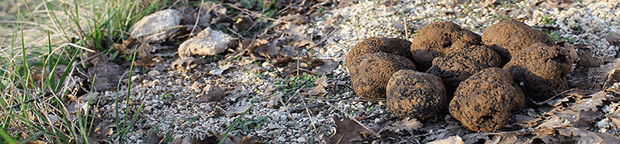 La passion de la truffe.