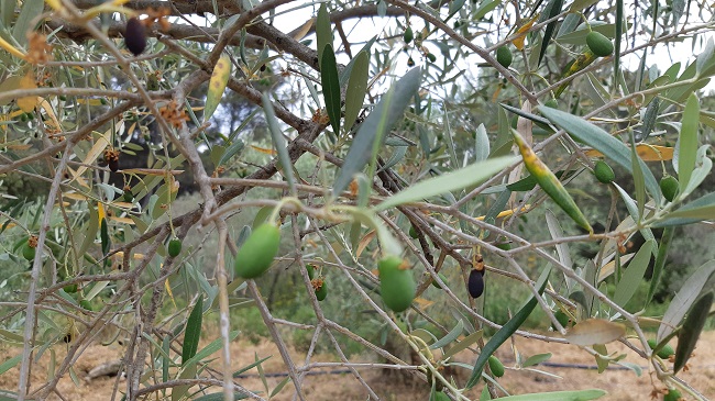 olives.jpg