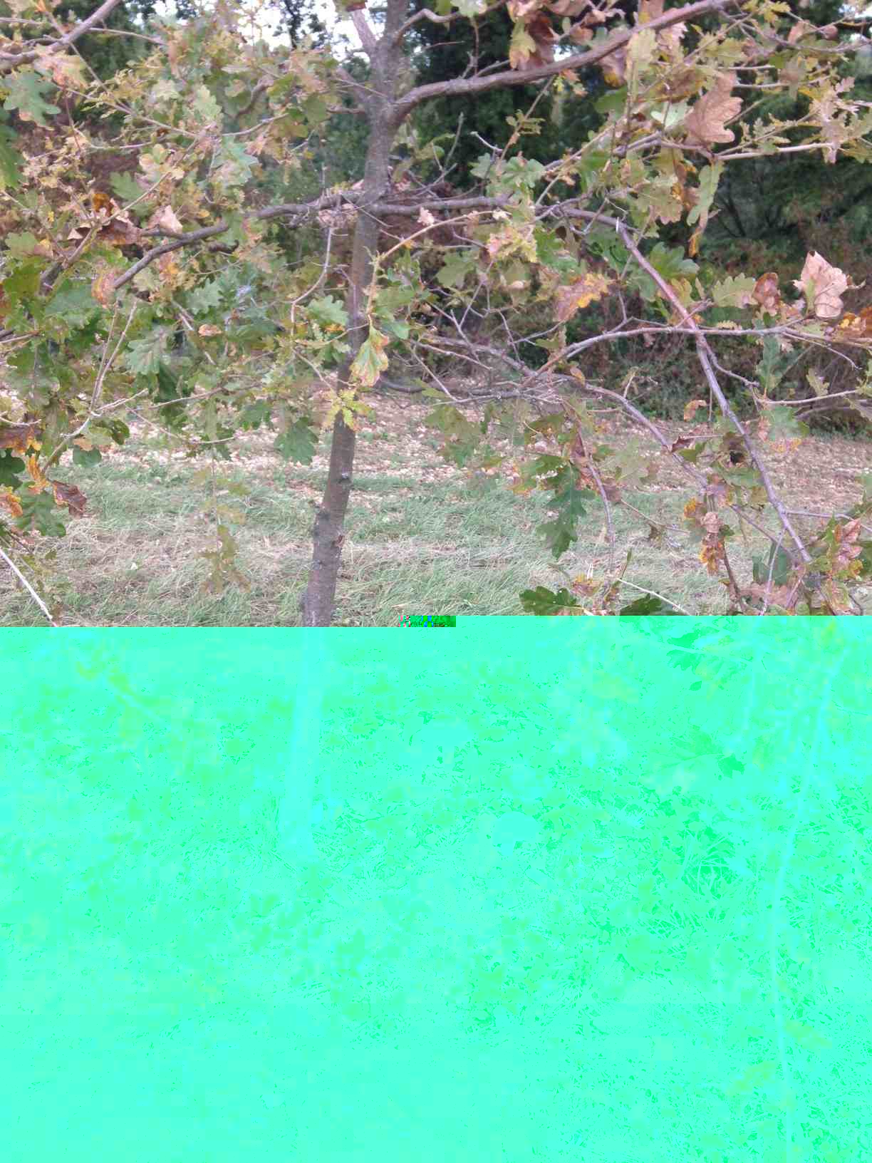 photo 3 - copie.jpg