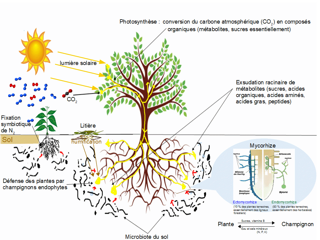 Microbiote_du_sol.gif