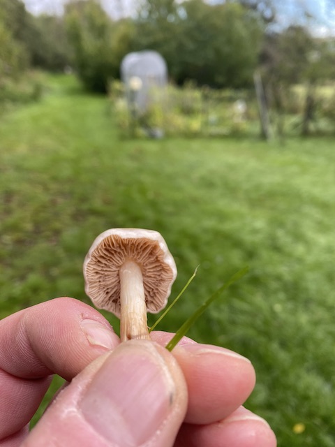 champignons3.jpg