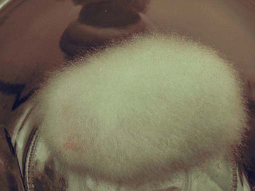 mycelium morille 1.jpg