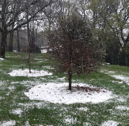 Neige de printemps