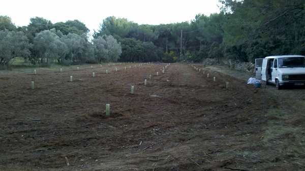 plantation 2013.jpg