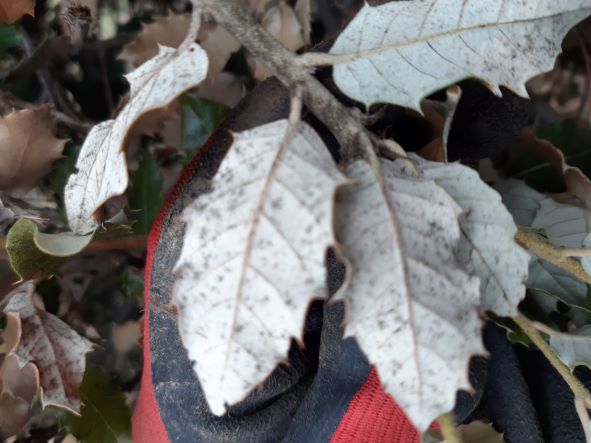 feuille chene vert 1.jpg