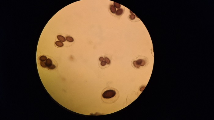 spores.jpg