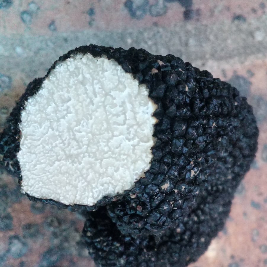 truffe pour forum.jpg
