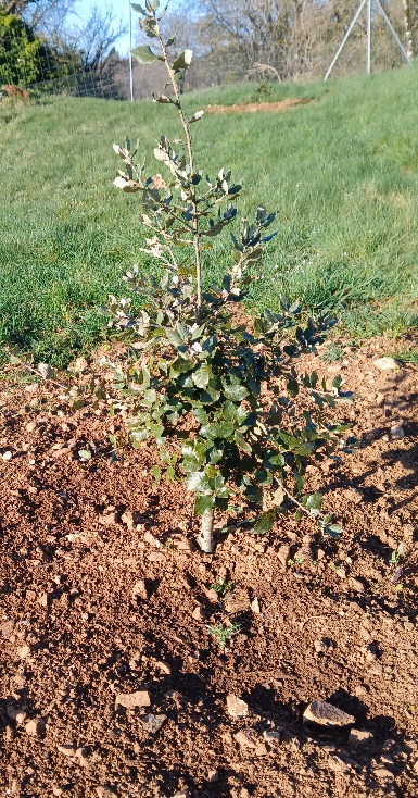 Arbres témoin 3ans