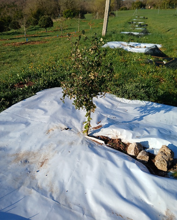 Arbres de 2 ans