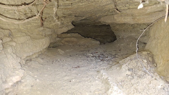 terrier entrée 2.jpg