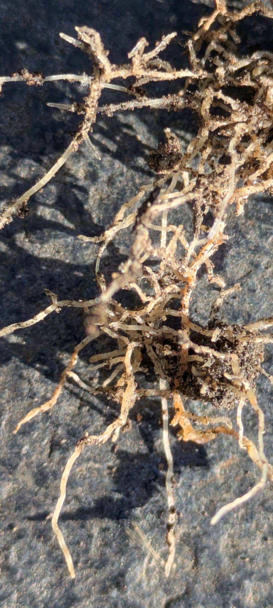 IMG-20251026-WA0012 (1).jpg