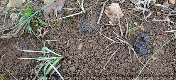 truffes le 16 octobre