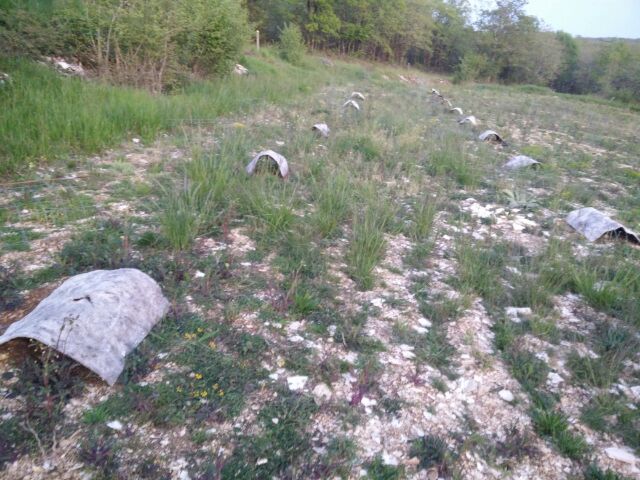 IMG_20160427_48768.jpg