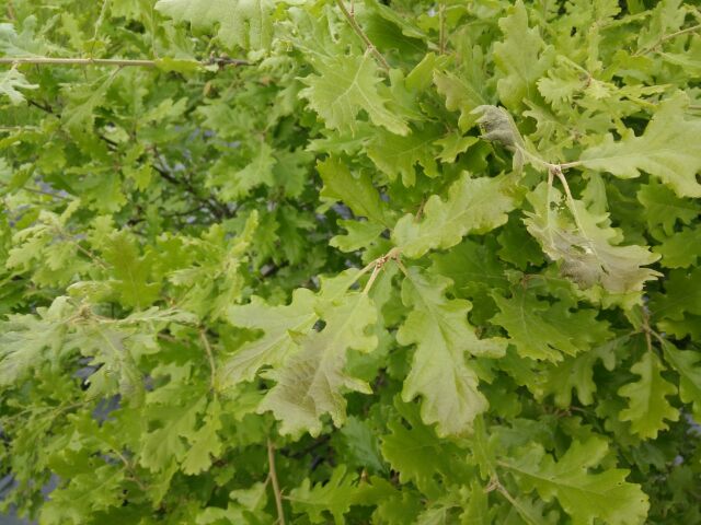 IMG_20160428_10711.jpg
