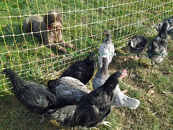 calipoulets.jpg