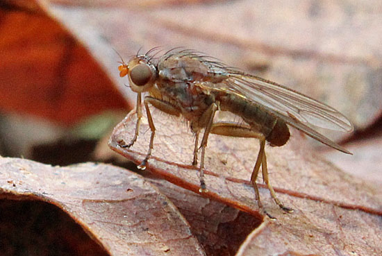La mouche de la truffe.