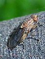 92px-Truffe_Suillia_fuscicornis_02a.jpg