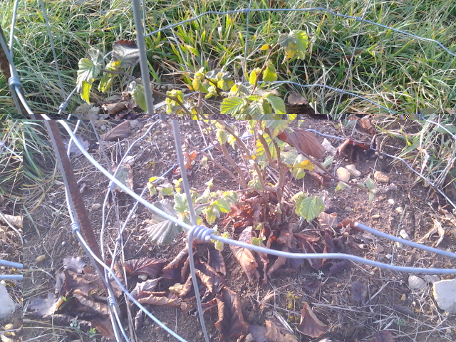 2014-01-25 16.36.54.jpg