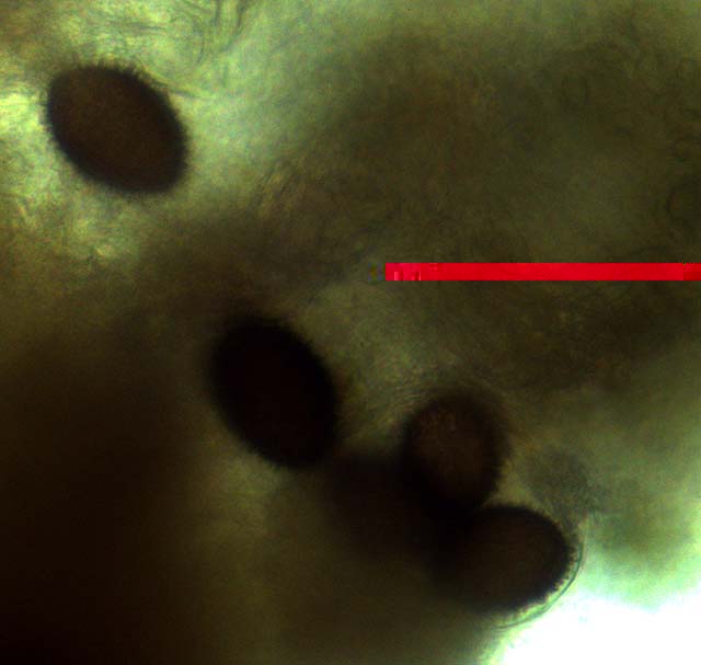 spores g.jpg