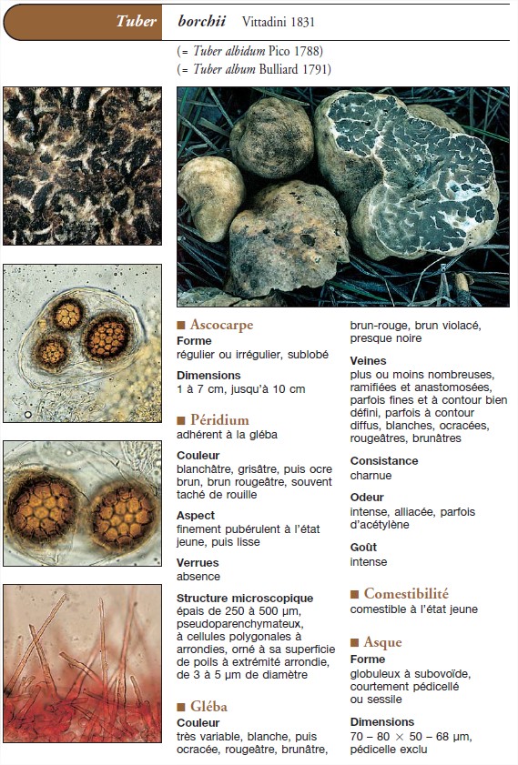 Truffes d‘Europe et de Chine (PROTEGE) - Adobe Acrobat Reader DC.jpg