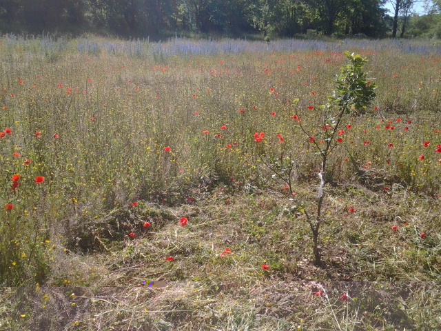 2014-05-17 10.37.05.jpg