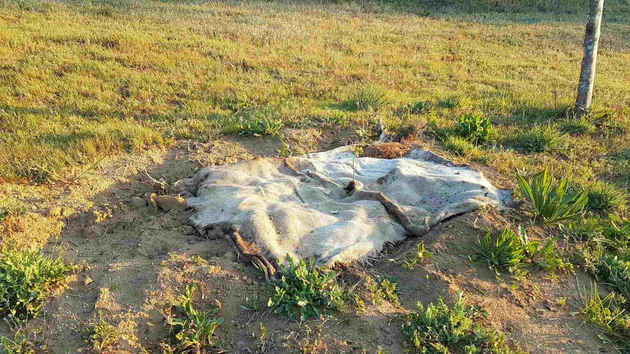 Paillage toile de jute